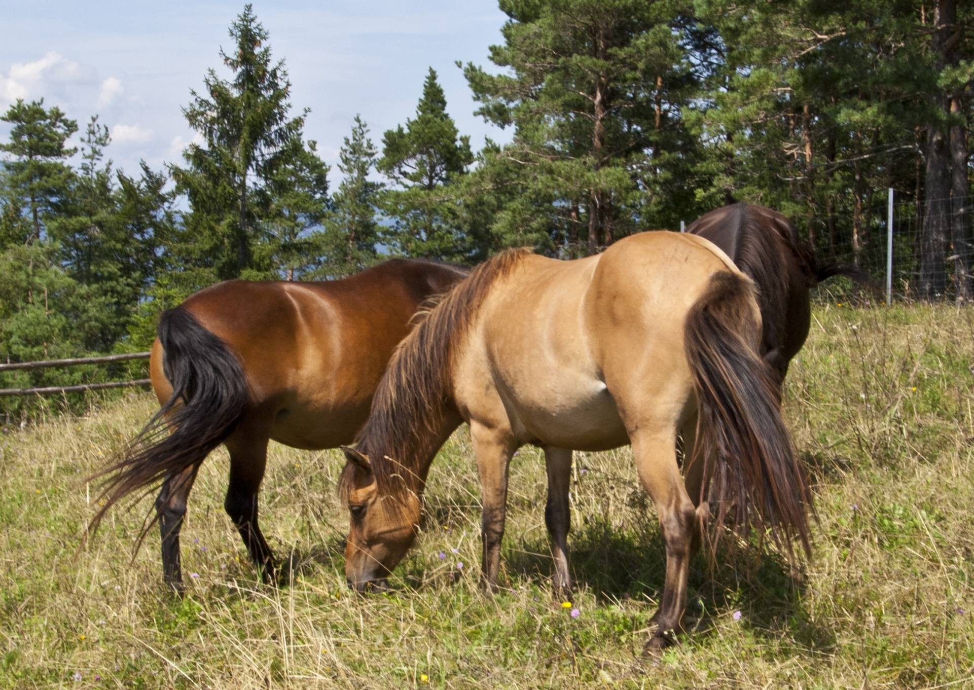 Kobile bosanskega brdskega konja